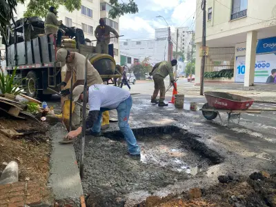 Emcali culmina adecuaciones en árbol samán de la Avenida Sexta tras denuncia ciudadana