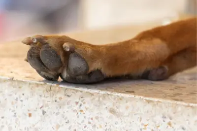 Estado crítico de perros sobrevivientes a envenenamiento en colegio de Bogotá