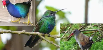 Estudio revela desigual distribución de aves en Bogotá según estratificación socioeconómica
