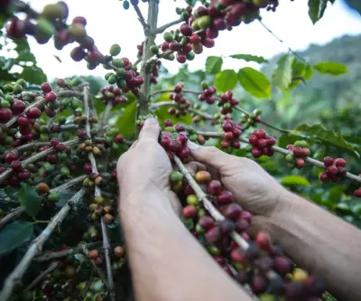Exportaciones de café hondureño se duplican en enero con aumento del 107% interanual