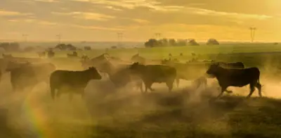 Exportaciones ganaderas colombianas alcanzan US$394,6 millones en 2025, tercer mejor registro en 10 años