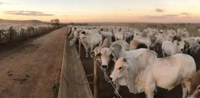 Fedegán alerta: suspender exportaciones de carne agravaría crisis ganadera en Colombia
