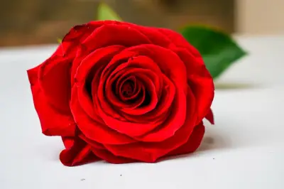 Flores en Bogotá: El Nuevo Significado del Día Internacional de la Mujer en la Capital