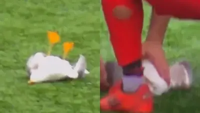 Futbolista turco reanima a gaviota golpeada por balón durante partido amateur