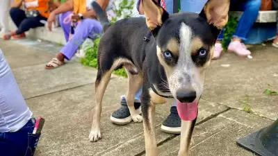 Gobernación de Antioquia despliega brigadas veterinarias para proteger animales en el Urabá