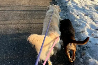 Golden Retriever muestra profunda tristeza tras adopción de su compañera canina de acogida