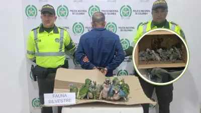 Golpe al tráfico de fauna: rescatan 27 loros ocultos en moto en Cundinamarca