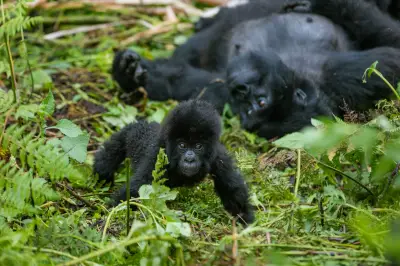 Gorilas de montaña en Ruanda: turismo regulado como estrategia de conservación