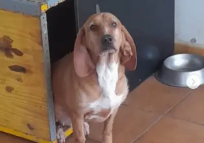 Hannah, la perra española que lleva años esperando un hogar definitivo en Valencia