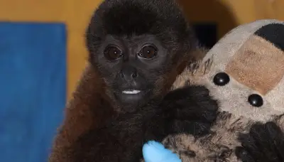 Huila: Cría de mono churuko se aferra a peluche tras ser separada de su madre