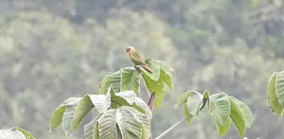 Huila registra por primera vez a la cotorra pechiparda, especie endémica y amenazada de Colombia