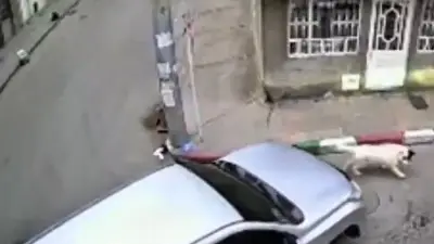 Indignación en Bogotá por atropello intencional de perrita Kira por camioneta Toyota Prado