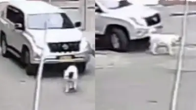 Indignación en Bogotá por muerte de perrita Akita arrollada por camioneta