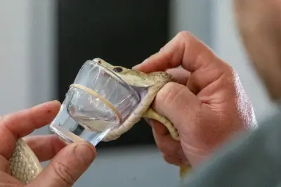 INS alerta sobre 436 mordeduras de serpiente en 2025 y urge disponibilidad de antivenenos