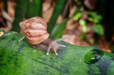 Invasión de caracoles africanos en edificio de Cali genera alerta sanitaria en Juanambú
