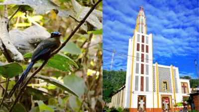 La Celia, Risaralda: Un paraíso entre montañas para el avistamiento de aves cerca de Pereira