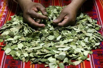 La hoja de coca: más que una planta, un símbolo cultural indígena en Colombia