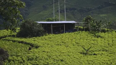 Laboratorio de cocaína opera en plantación del Cauca mientras guerrillas controlan el territorio