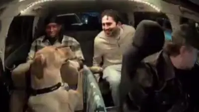 Labrador se convierte en copiloto estrella de Uber: reacciones y debate en redes