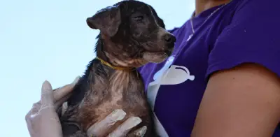 LAIKA moviliza 4 toneladas de alimento y activa centros de acopio en Medellín y Barranquilla por emergencia en Córdoba