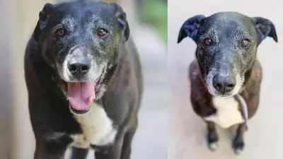 Largo, el perro que lleva 9 años en un refugio esperando ser adoptado: una historia de espera y abandono