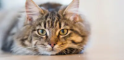 Los bigotes de los gatos: funciones vitales y por qué nunca deben cortarse