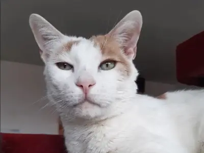 Macarrón, el gato que espera un hogar desde hace más de 1.500 días en Bogotá