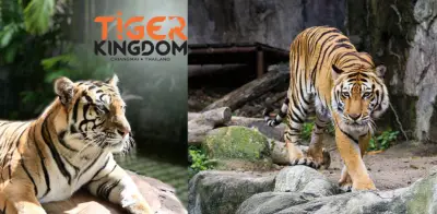 Muerte de 72 tigres en Tailandia revela vulnerabilidad de animales en cautiverio