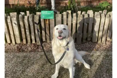 Mujer adopta al perro más anciano del refugio y casi dos años después sigue sorprendiendo