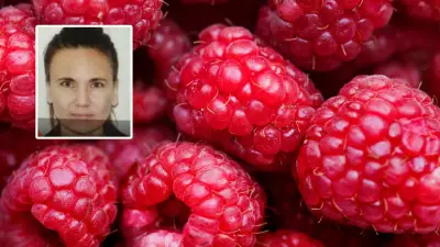 Nueva pista en caso de frambuesas envenenadas: investigan envíos previos de amiga de sospechosa