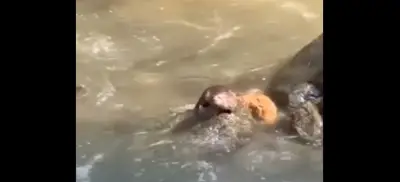 Nutria avistada en el río Cali genera esperanza sobre recuperación ambiental del afluente