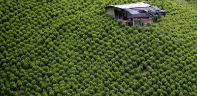 ONU presiona a Colombia para que divulgue informe de cultivos ilícitos de 2024 sin más dilación