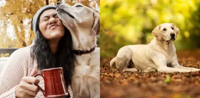 Perro detecta cáncer de mama en etapa temprana y salva la vida de su dueña en Carolina del Norte