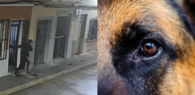 Perro frustra secuestro en España y ayuda a desmantelar red criminal en Valencia