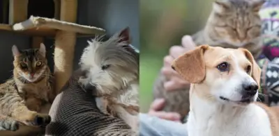 ¿Perro o gato? Cómo elegir la mascota ideal según su estilo de vida y presupuesto