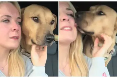 Perro rescatado consuela a su cuidadora durante emotiva despedida hacia su nuevo hogar