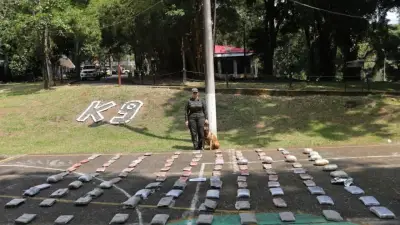 Perros antinarcóticos Toro y Tino desarticulan envío de 127 kilos de marihuana en Cali y Yumbo