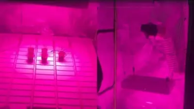 Policía desmantela cultivo hidropónico de marihuana exótica en casa de Bogotá