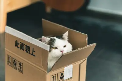 ¿Por qué los gatos prefieren las cajas de cartón? La ciencia explica este comportamiento felino