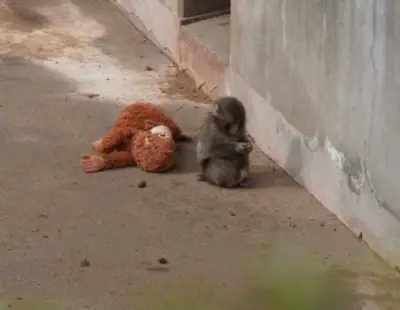 Punch, el macaco japonés que cautivó al mundo con su apego a un peluche tras rechazo materno