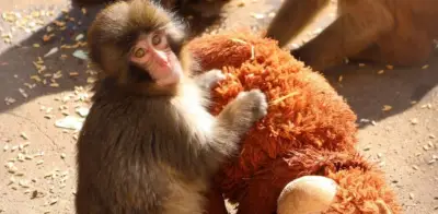Punch, el macaco japonés que conquistó al mundo con su peluche tras ser abandonado