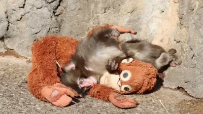 Punch, el mono bebé japonés que encuentra consuelo en un peluche tras ser abandonado