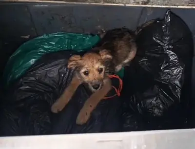 Rescatan a perrita abandonada en contenedor de basura en Tunja y es adoptada por héroe civil
