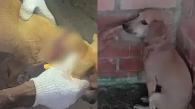 Rescatan a perro con grave laceración en cuello por cadena en Girardot; capturan a mujer