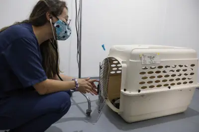 Rescatan tigrillo lanudo y mono ardilla víctimas del tráfico ilegal en Medellín