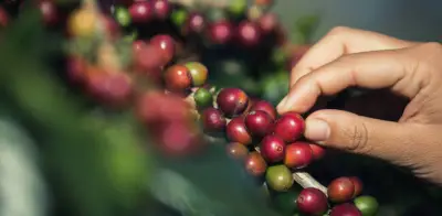 Santander se convierte en el epicentro cafetero con la cuarta Feria del Café del Nororiente