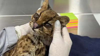 Tigrilla lanuda rescatada en Medellín fallece tras 70 horas en cuidados intensivos