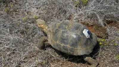 Tortugas gigantes regresan a Floreana tras 180 años de ausencia en Galápagos