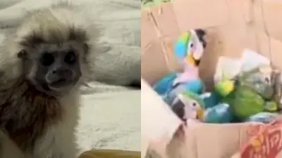 Tráfico de fauna silvestre en redes sociales: nueva alerta tras muerte de tigrilla en Medellín