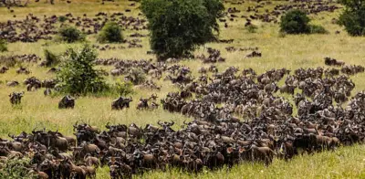 Trivia Maloka: Descubre las rutas migratorias animales más impresionantes del planeta